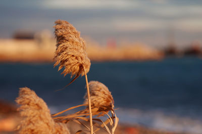 Close-up of wilted plant by sea against sky during sunset