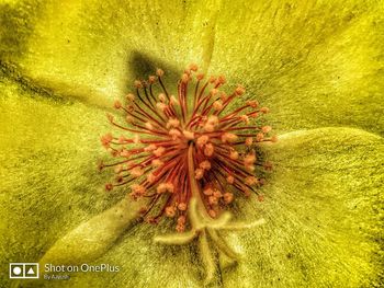 Close-up of flower in sea