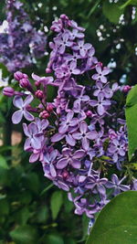 Close-up of purple flowers blooming outdoors