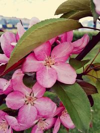 Close-up of pink flowers