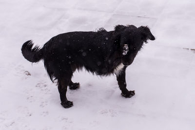 Cow on field during winter