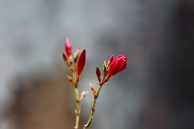 Close-up of red flowering plant