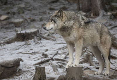 Side view of a dog on land