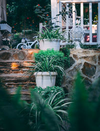 Potted plants in yard