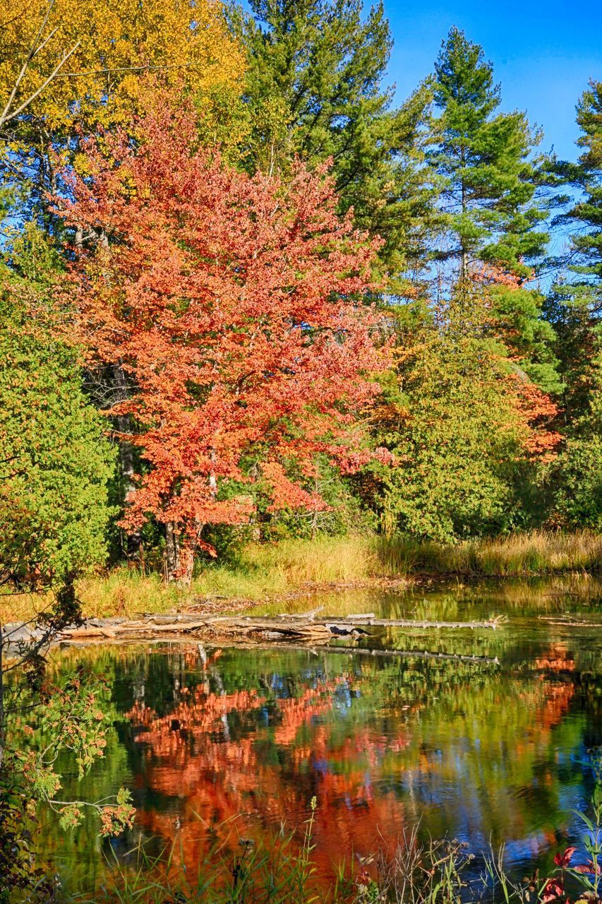 TREES BY LAKE DURING AUTUMN