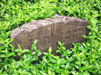 Close-up of fresh green plants
