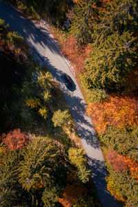 High angle view of road amidst trees during autumn