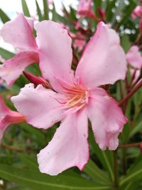 Close-up of fresh pink flowers