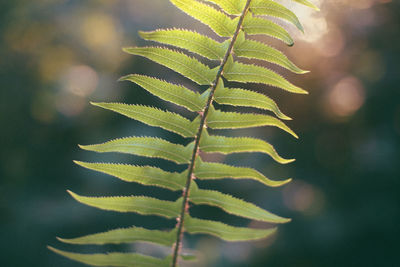 Close-up of plant