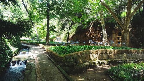 Scenic view of river amidst trees