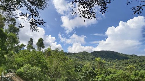 Low angle view of trees against sky