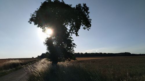 Tree on field against bright sun