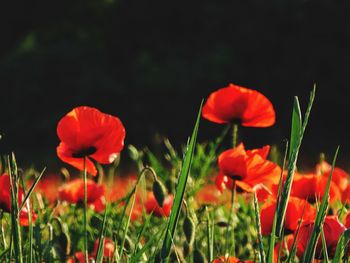 Close-up of red poppy flowers growing on field