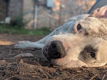 Close-up portrait of a dog resting