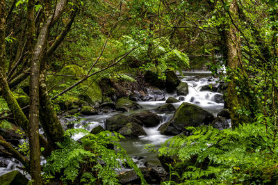 Scenic view of waterfall in forest
