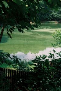 Scenic view of lake in forest