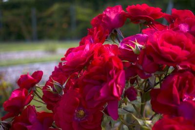 Close-up of pink flowers blooming outdoors