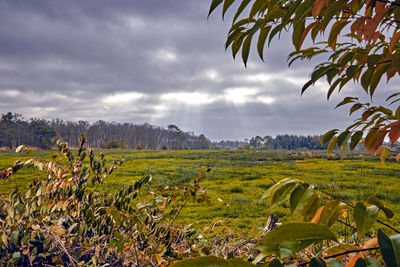 Scenic view of agricultural field against sky