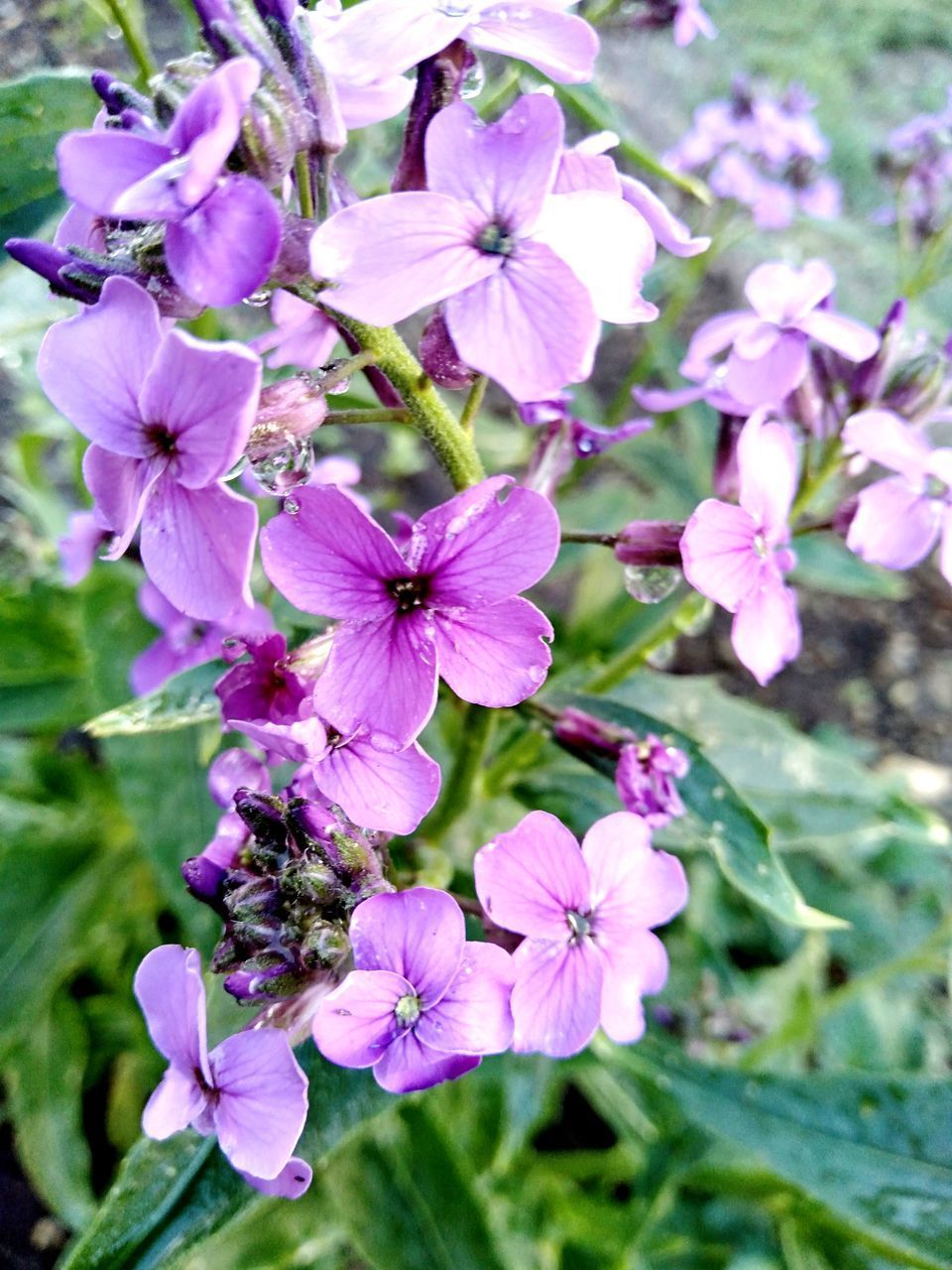 CLOSE-UP OF PURPLE FLOWERS