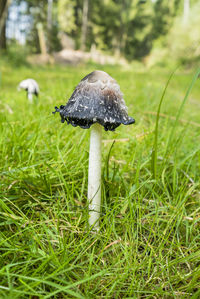 Close-up of mushroom growing on field