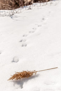 Close-up of snow on landscape