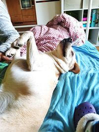 Close-up of dog relaxing on bed at home