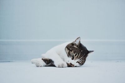 Close-up of cat resting on floor