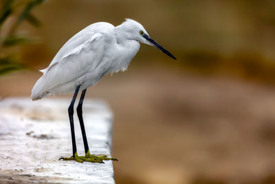 Close-up of bird perching on leaf