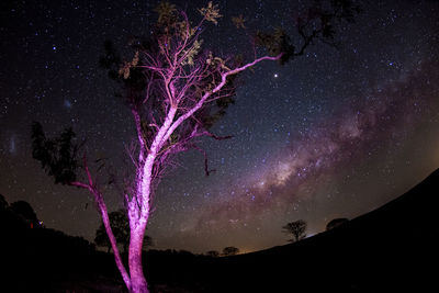 Purple light on bare tree against star field