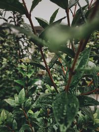 Close-up of fresh green plant