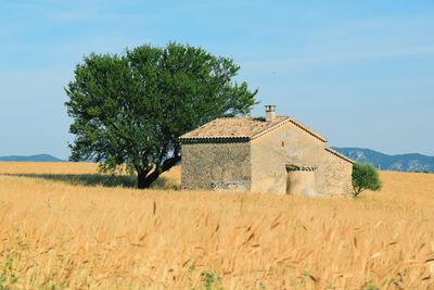 Tree on field by house against sky