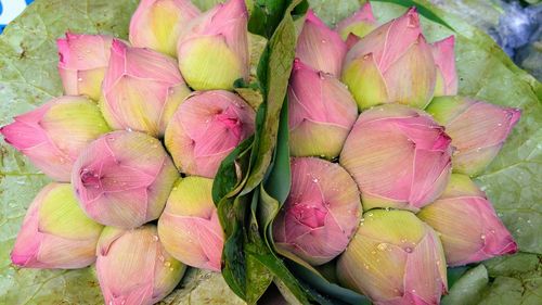 Close-up of pink flowers