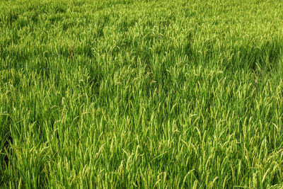 Full frame shot of crops on field