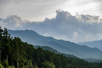 Trees in forest against sky