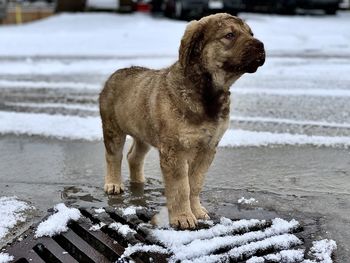 Dog standing on snow covered landscape during winter