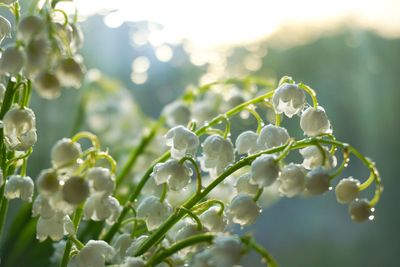 Close-up of wet white flowering plant