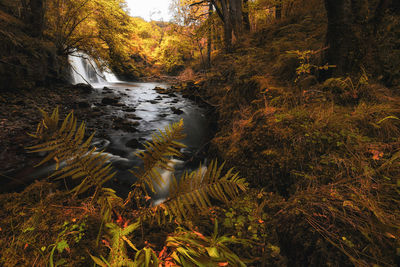 Stream flowing through forest