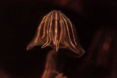 Close-up of light painting against black background