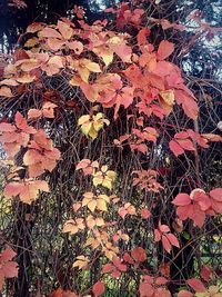 Autumnal leaves on tree trunk