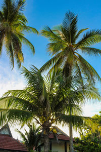 Low angle view of palm tree against sky