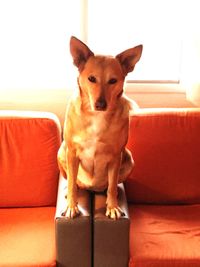 Portrait of dog sitting on sofa at home