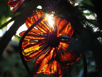 Low angle view of orange flower tree