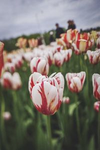 Close-up of tulips blooming in park