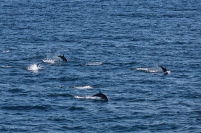 Three dolphin jump