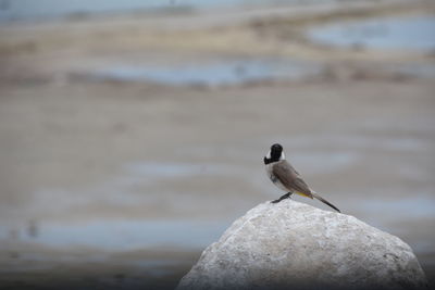 Bird perching on rock