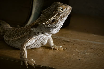 Close-up of a bearded dragon on wood