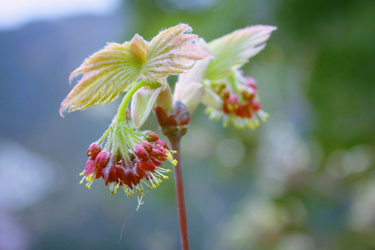 flower, focus on foreground, fragility, petal, freshness, close-up, flower head, growth, beauty in nature, nature, stem, plant, blooming, bud, single flower, in bloom, outdoors, day, selective focus, no people