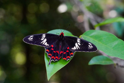 Close-up of butterfly pollinating flower