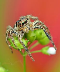 Close-up of spider