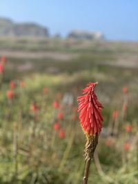 Close-up of red flower on field